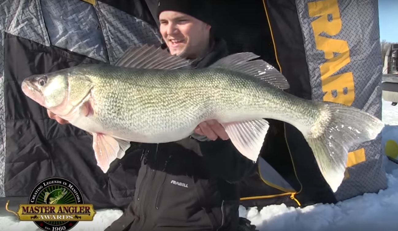 Video Gigantic Greenback Walleye Through the Ice OutdoorHub