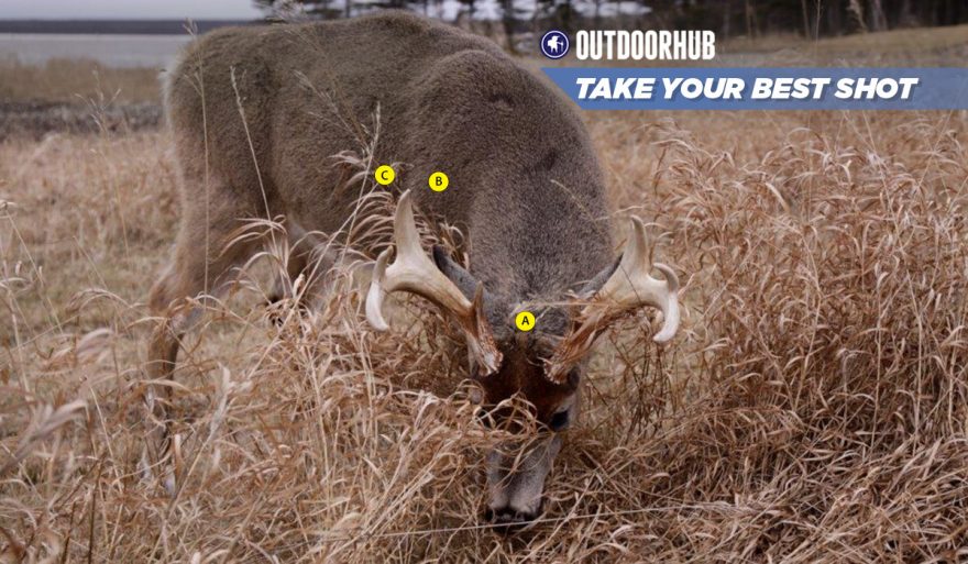 Tuesday’s Take Your Best Shot Archery Whitetail at 10 yards | OutdoorHub