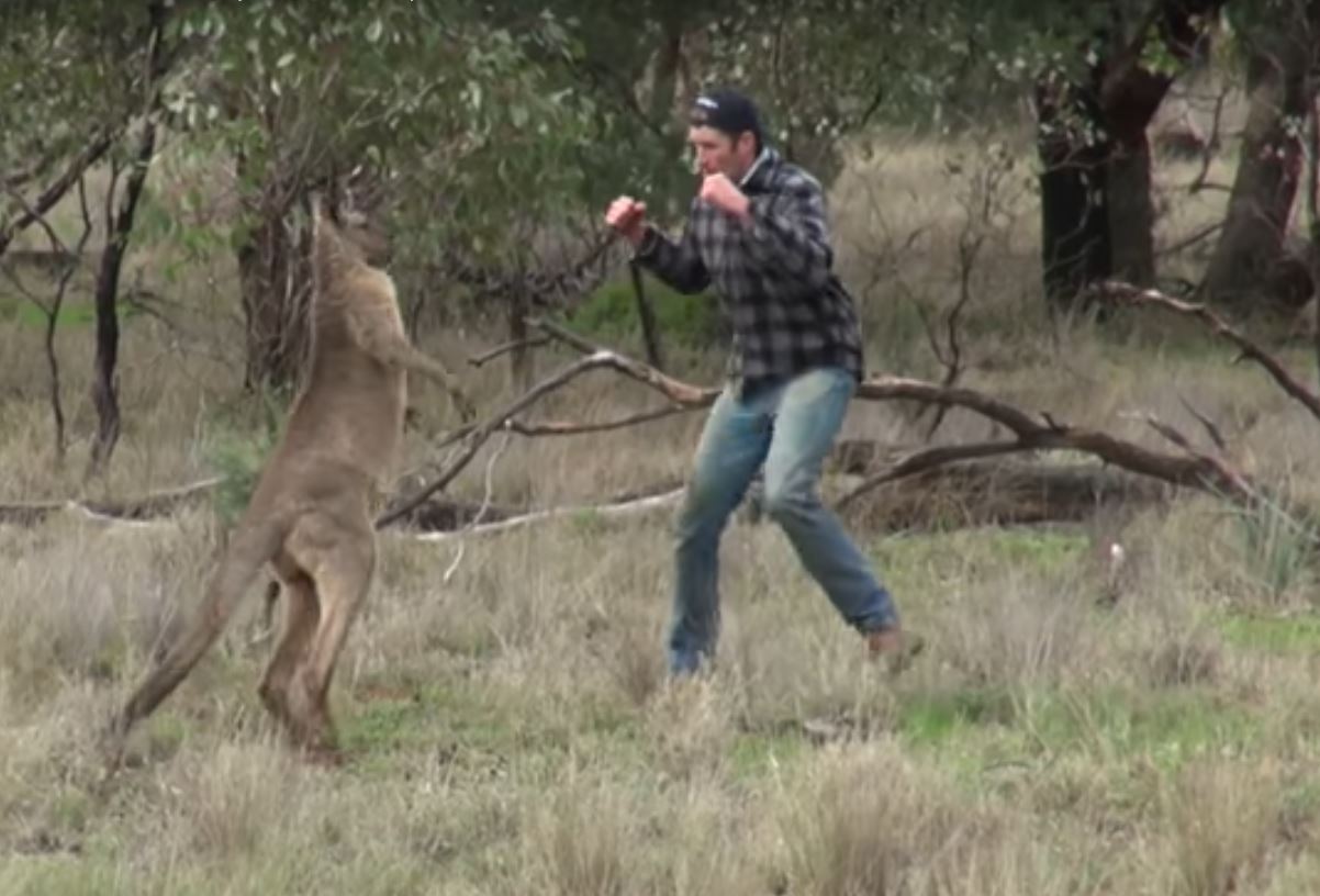 video-australian-hunter-hits-kangaroo-to-save-dog-outdoorhub