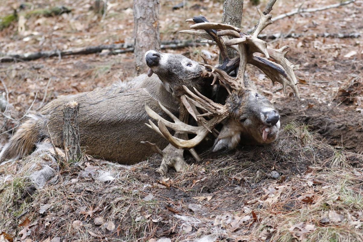 Two Trophy Bucks Over 200 Inches Fight to the Death ...
