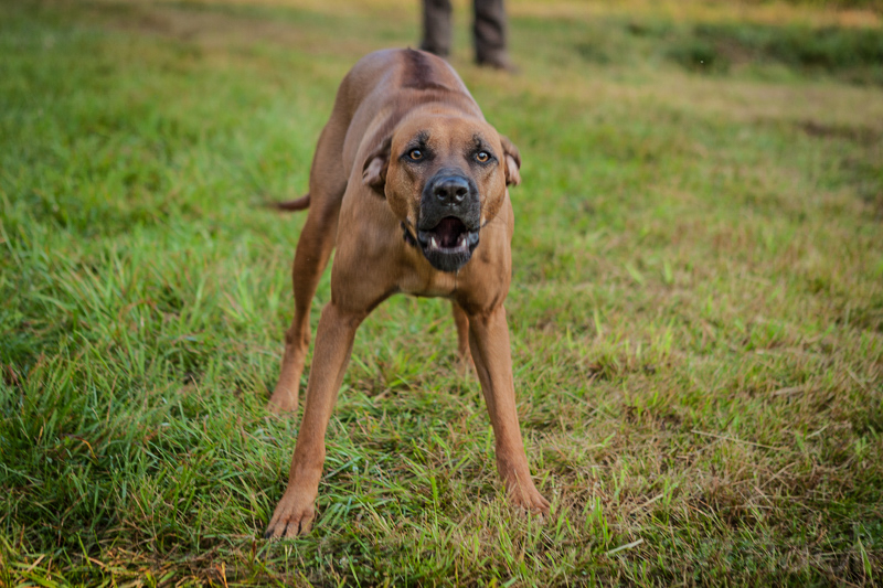 rhodesian ridgeback guard dog