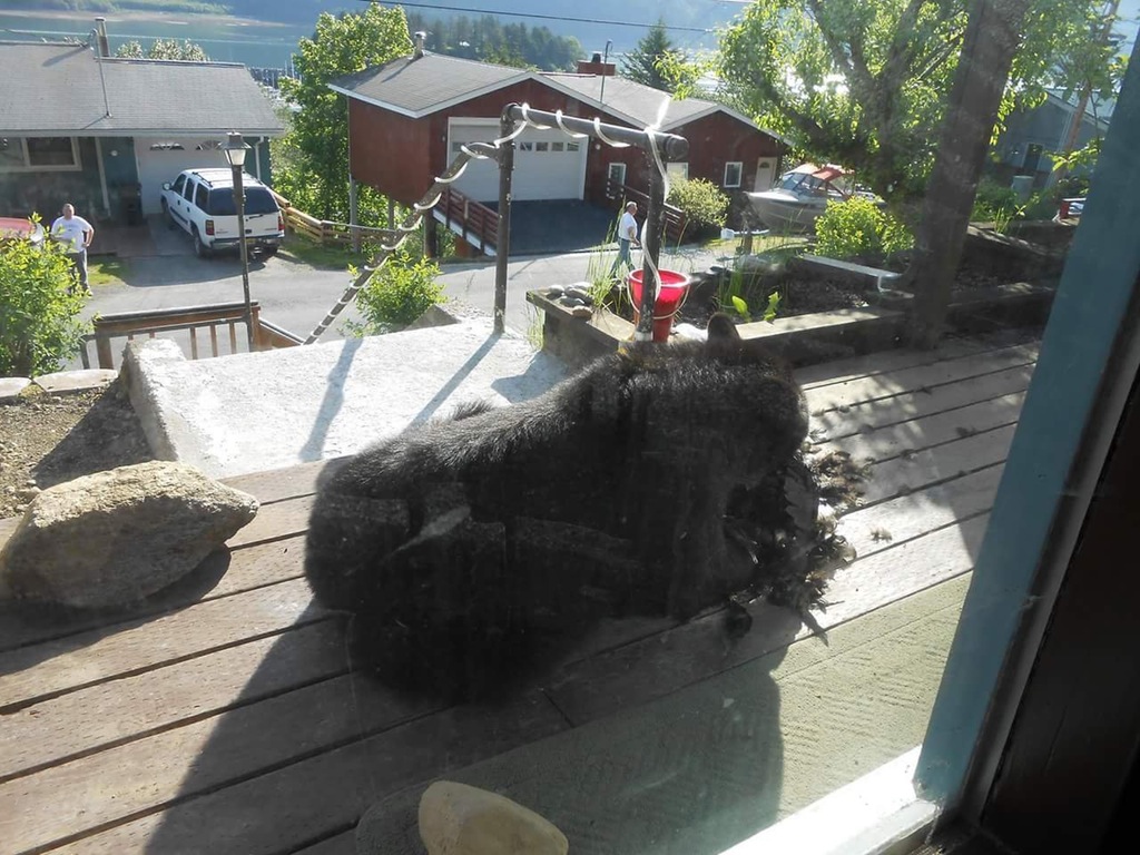 Bear on Porch