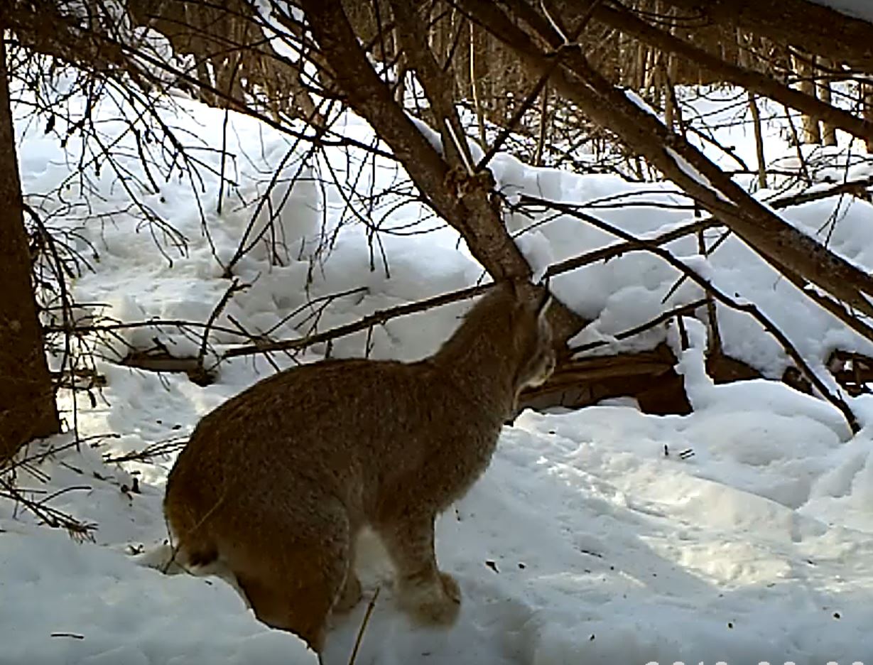 Must-See Video: Lynx Tackles Snowshoe Hare | OutdoorHub