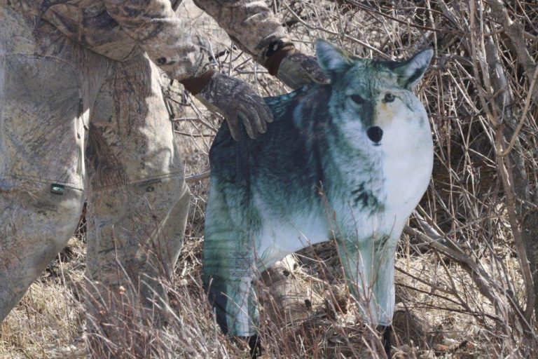 Kayser on Coyotes Decoying 101 OutdoorHub