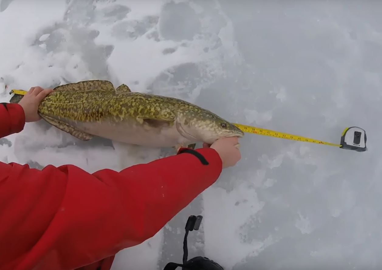 Giant Burbot