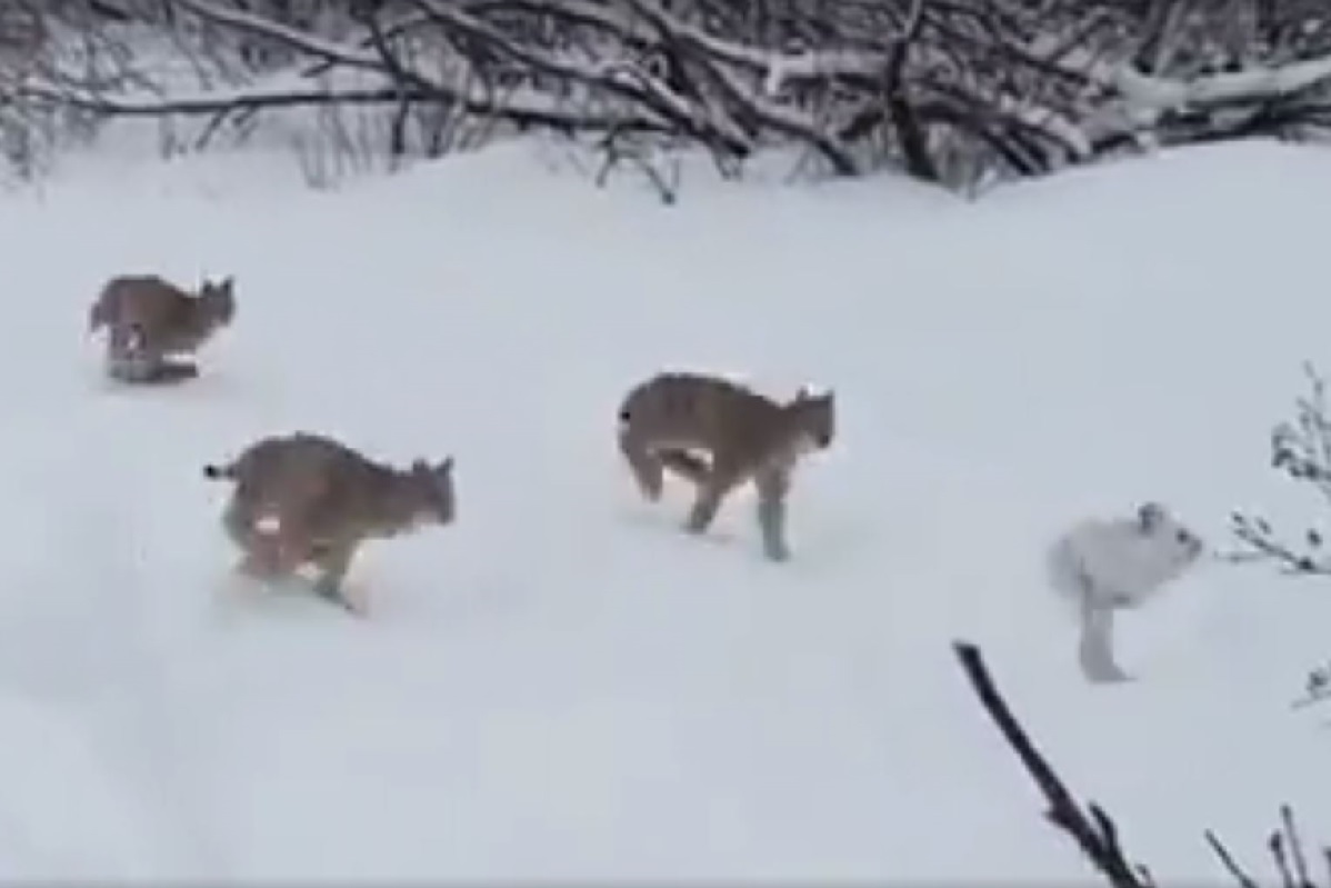 Video How Many Lynx Can You Count in This Video? OutdoorHub
