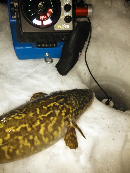 The Beautiful . . . Burbot?