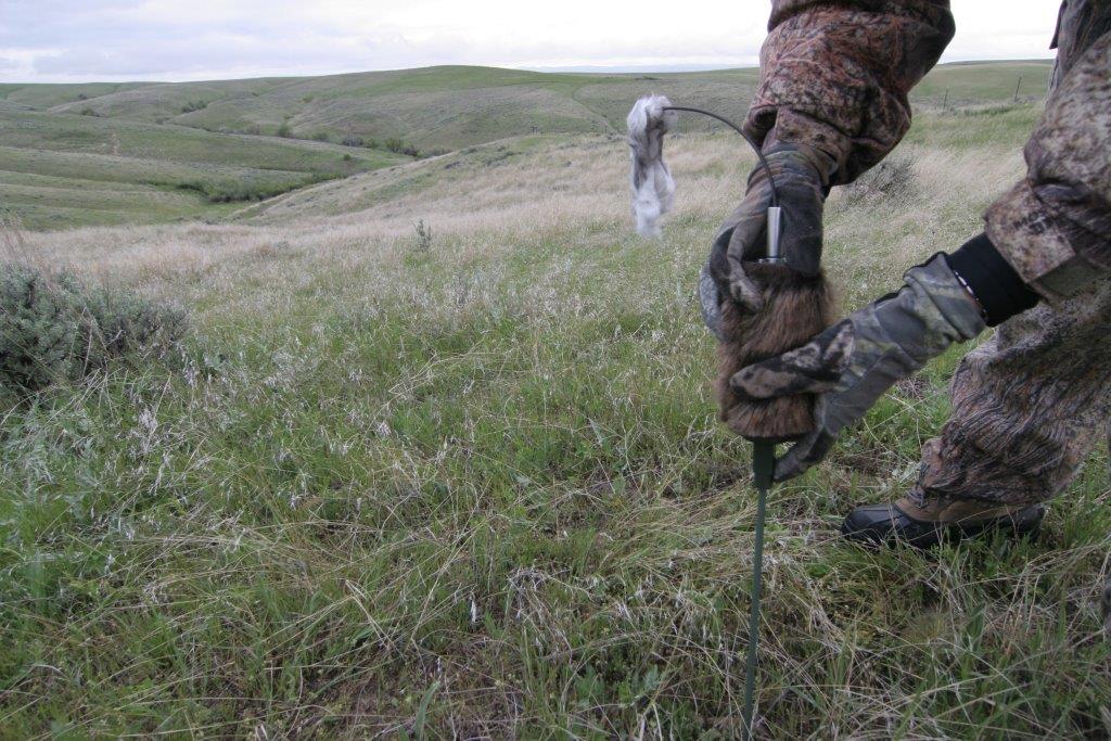 Kayser on Coyotes Decoying 101 OutdoorHub