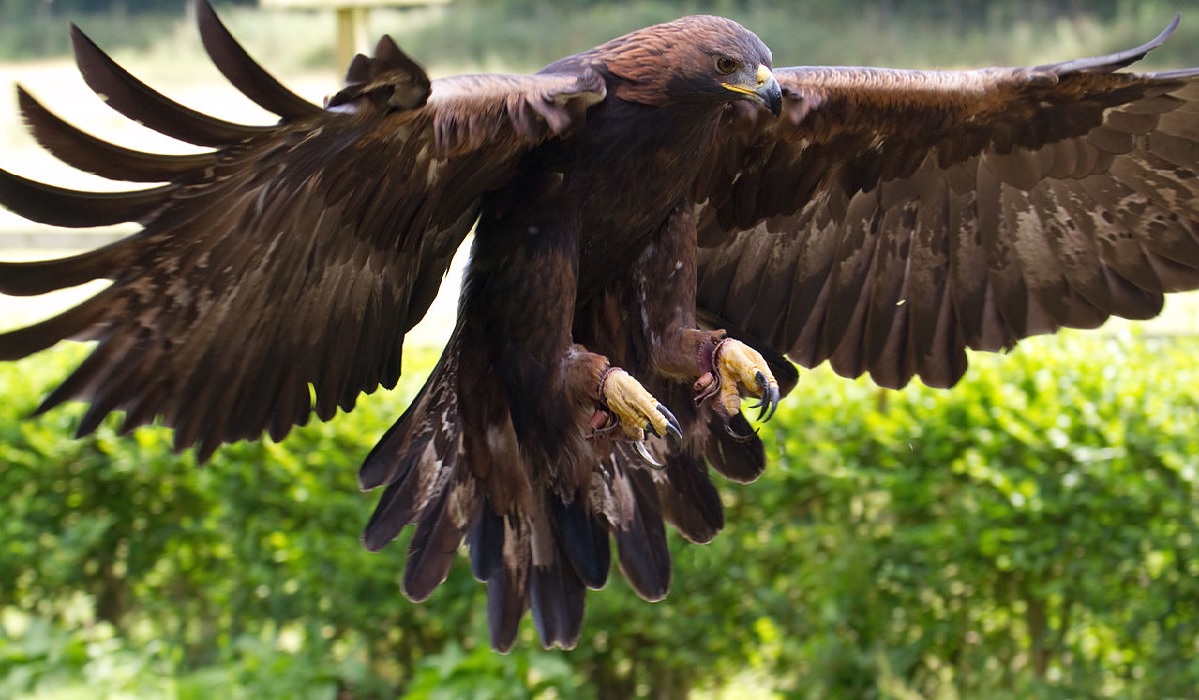 The French Military is Training Drone Fighting Eagles to Combat ...