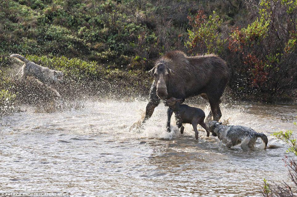 Moose Defends Young Calf Against Wolf Pack