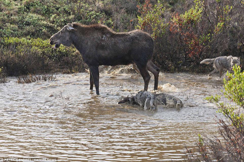 Mother Moose Defends Young Calf