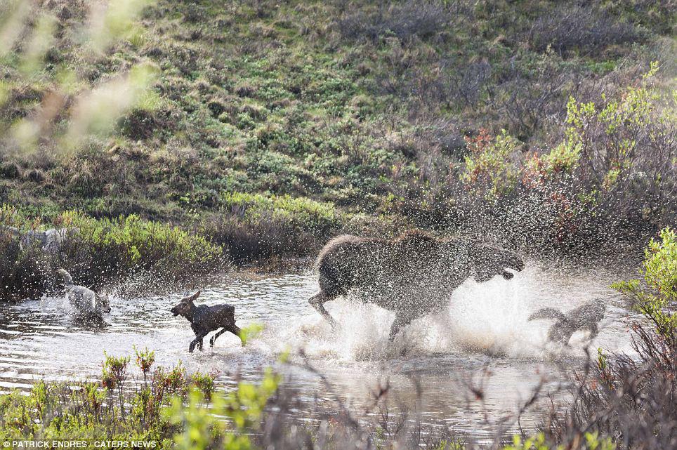 Mother Moose Defends Young Calf