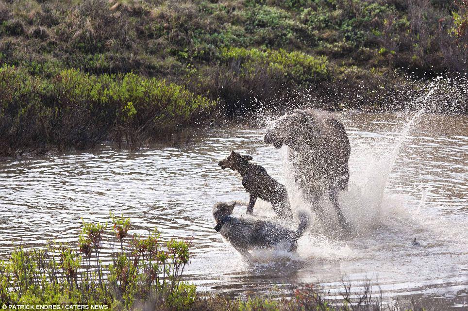 Mother Moose Defends Young Calf