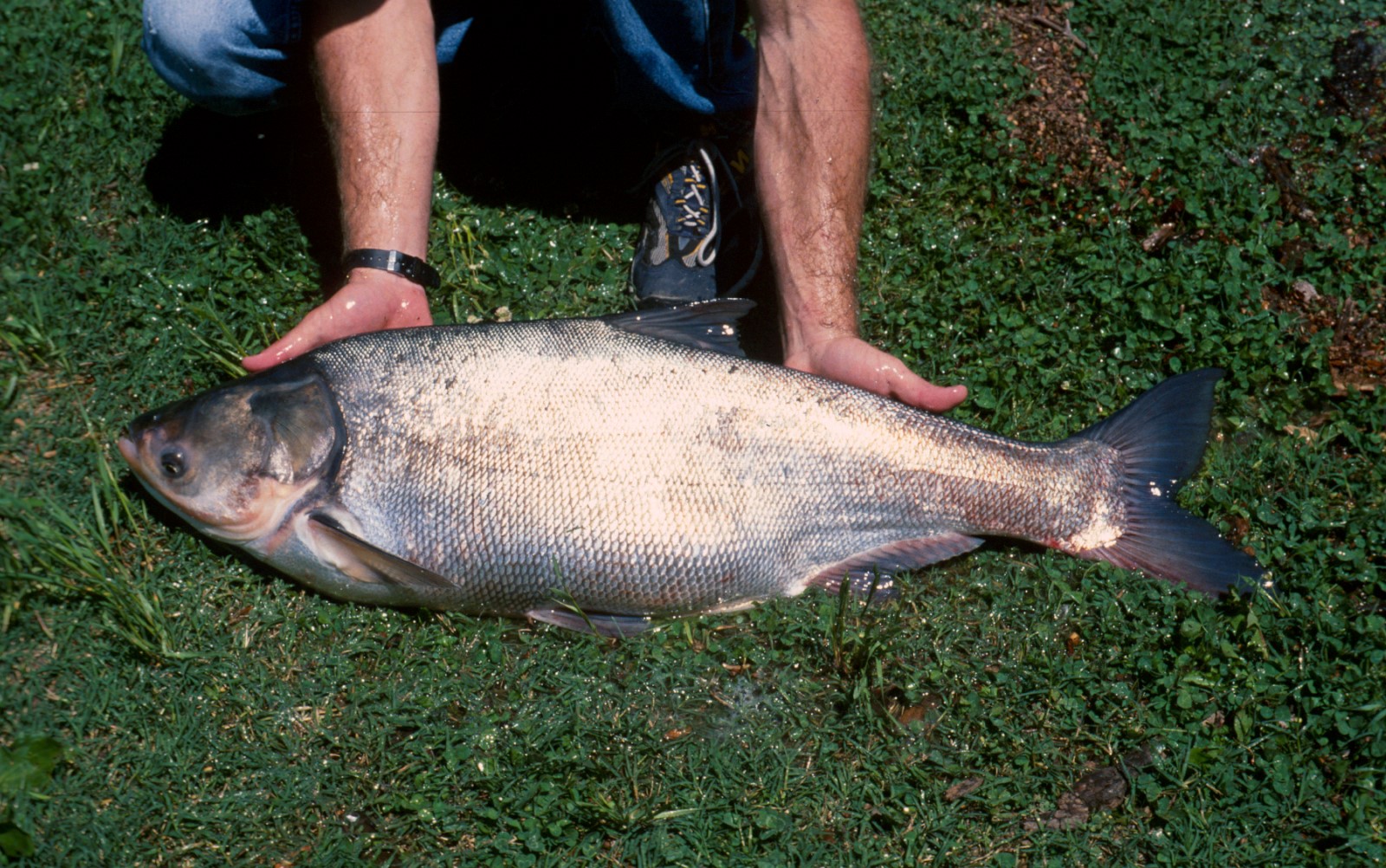 Michigan Offering $1 Million for Solutions that Stop Asian Carp