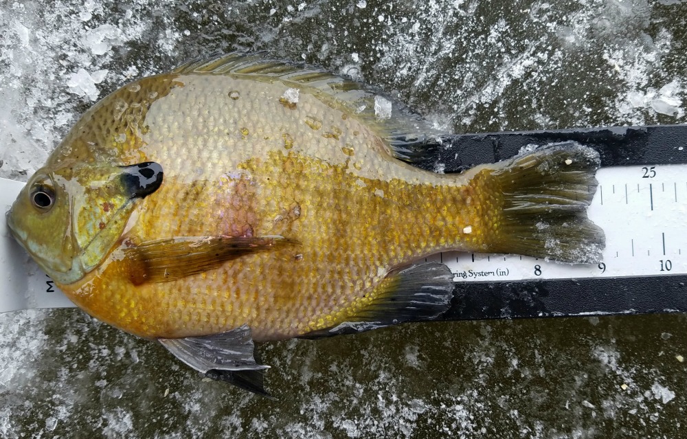 Panfish Rod Technology - The Right Tools for the Job — Joel Nelson Outdoors