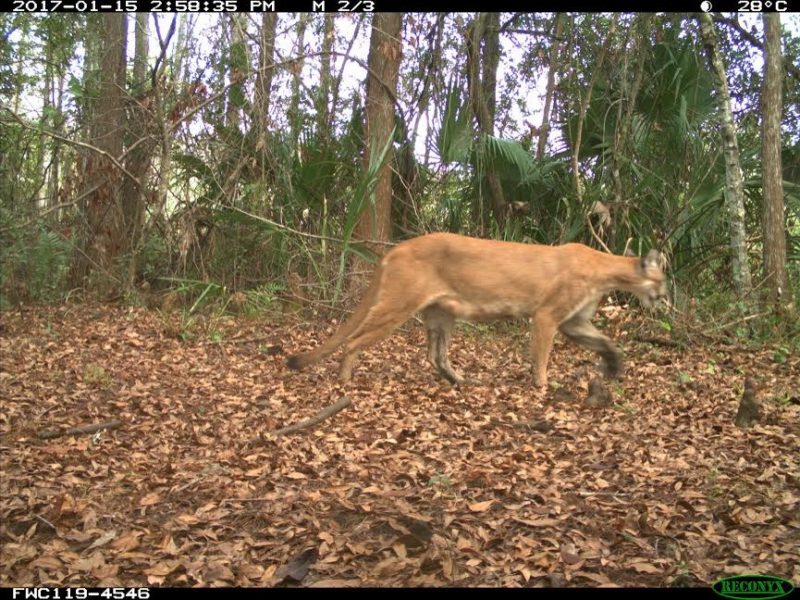 Florida Panther Population Continues to Expand | OutdoorHub