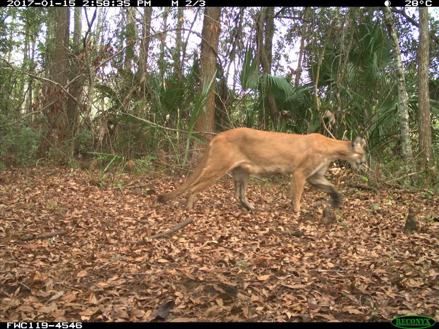 Florida Panther Population Continues to Expand OutdoorHub