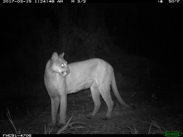 Florida Panther Population Continues to Expand OutdoorHub