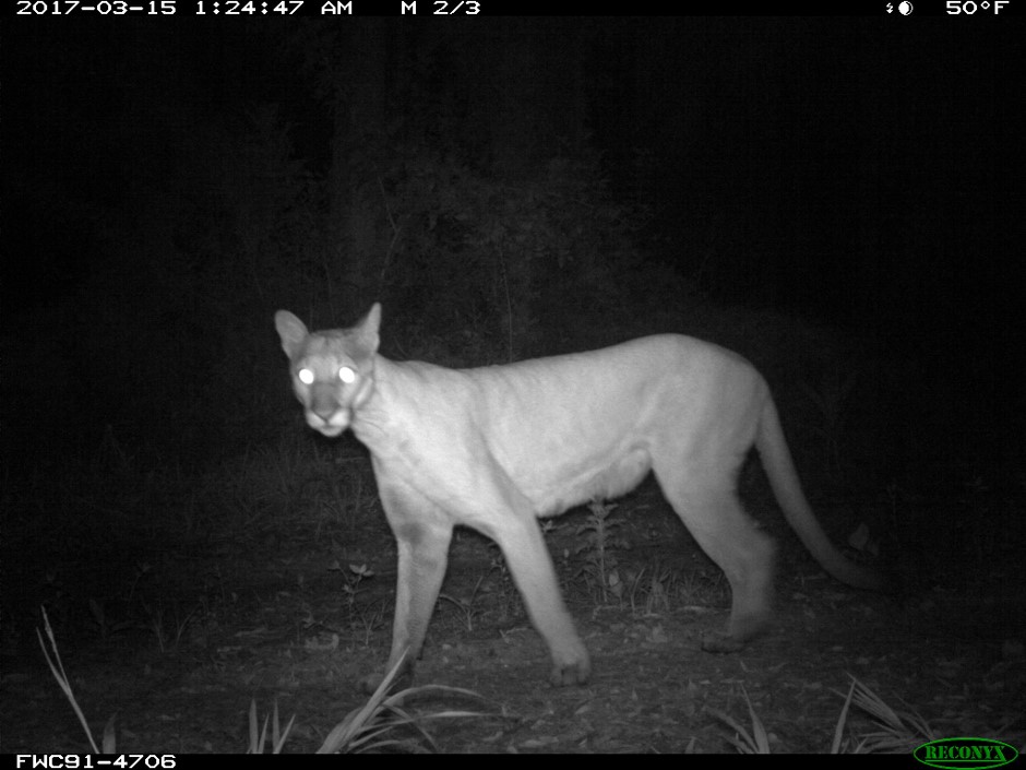 Florida Panther