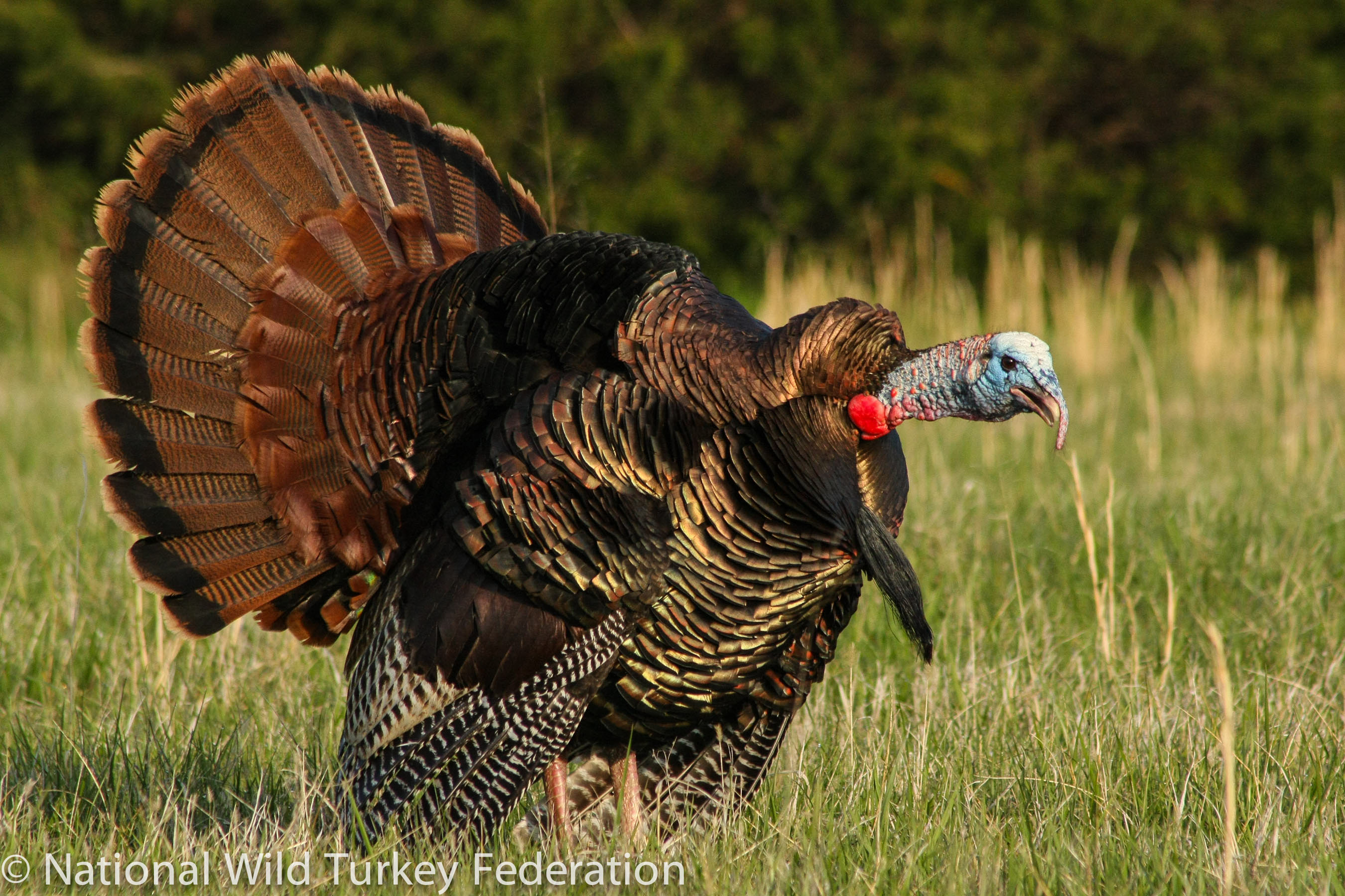 4 Tricks For Gobbling In A Gobbler OutdoorHub