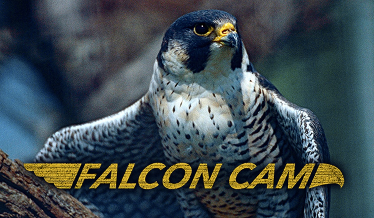 CarbonTV Live Cam: Peregrine Falcon Nest Receives 4 New Eggs | OutdoorHub