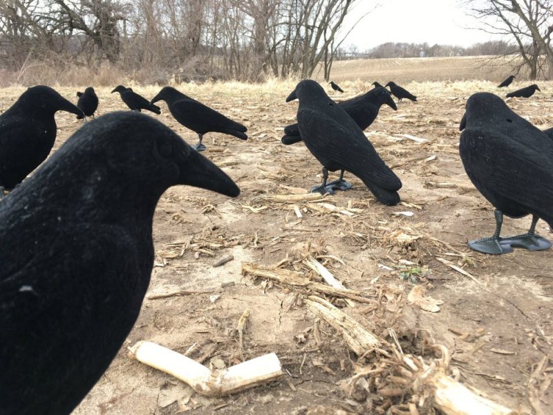 Hunting with ‘The Crow Whisperer’ | OutdoorHub