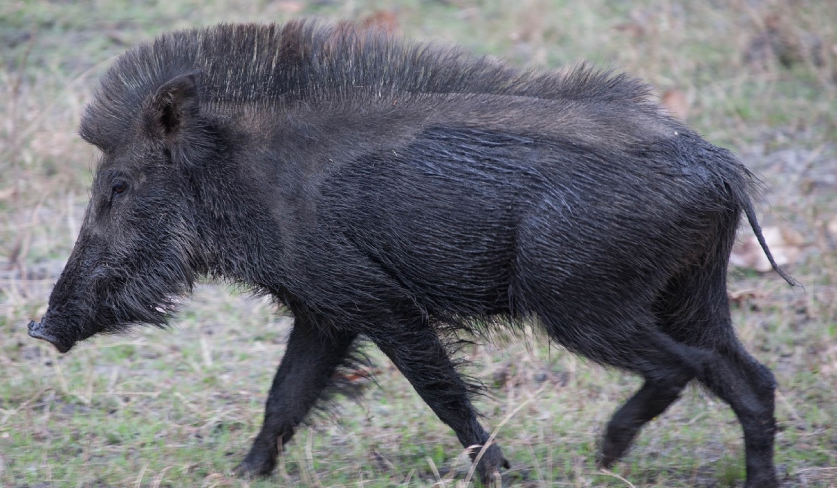 Feral Pigs 'Rampage' in Kirkuk, Killing 3 ISIS Militants | OutdoorHub