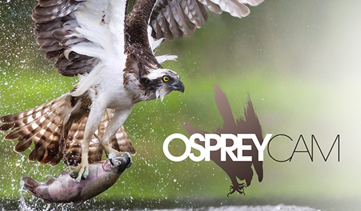 how long do ospreys live