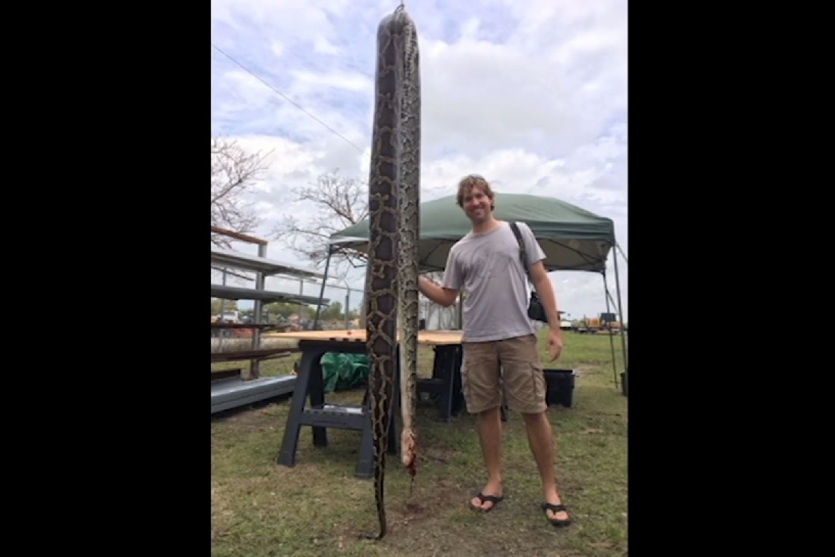 Video: Florida Snake Hunters Eliminate 10 Pythons, Including Two 15 ...
