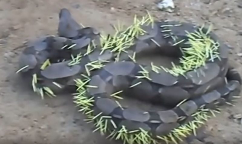 Video: A Boa Constrictor Tried to Eat a Porcupine, and the Results Are Not Pretty | OutdoorHub