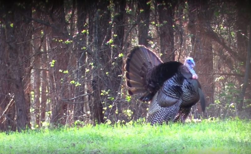 Video Romantic Turkey Dances For His Hot Date OutdoorHub image