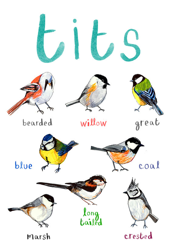 Tits and Boobies are types of birds. Is there any reason they would  become slang words for breasts? : r/etymology