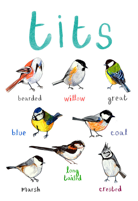 All kinds of Boobies, birds | Poster