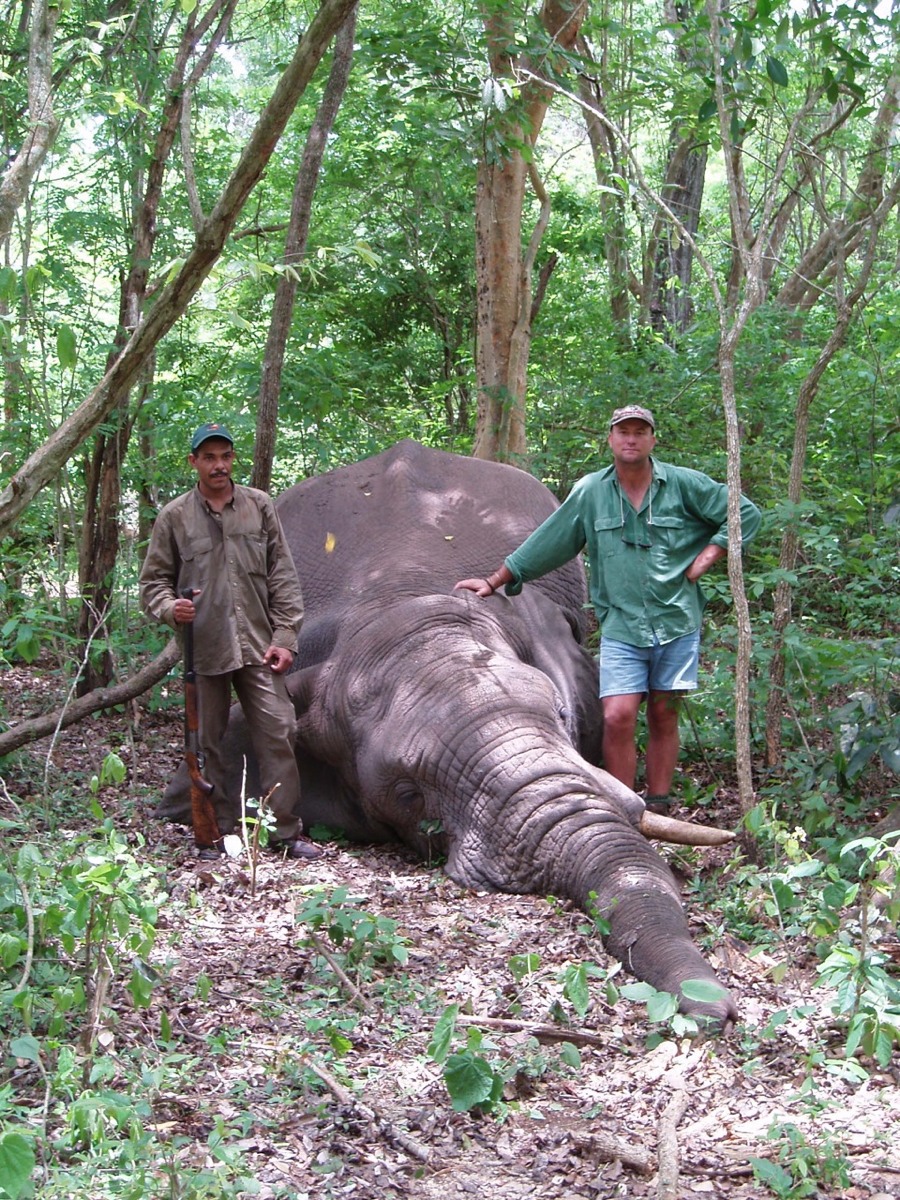 Forest Elephant Hunting