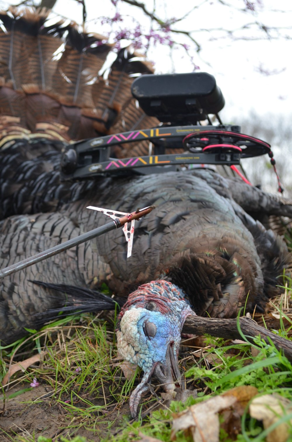 Video Hammering Spring Turkeys with Rage Broadheads OutdoorHub