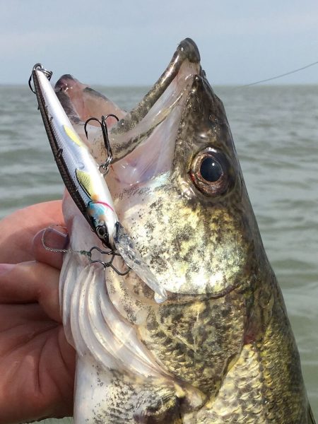 Think Stickbaits for Spring Walleyes