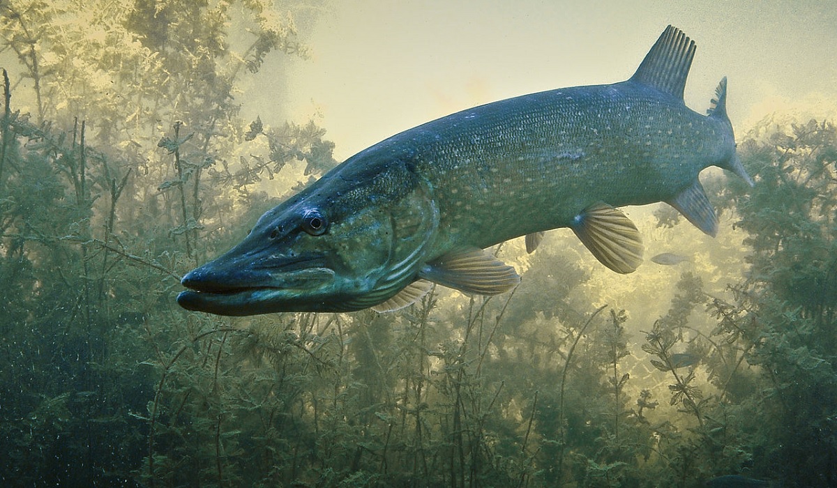 This State Is Offering A $20 Reward For Each Northern Pike Caught  OutdoorHub