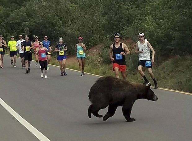 BearRace