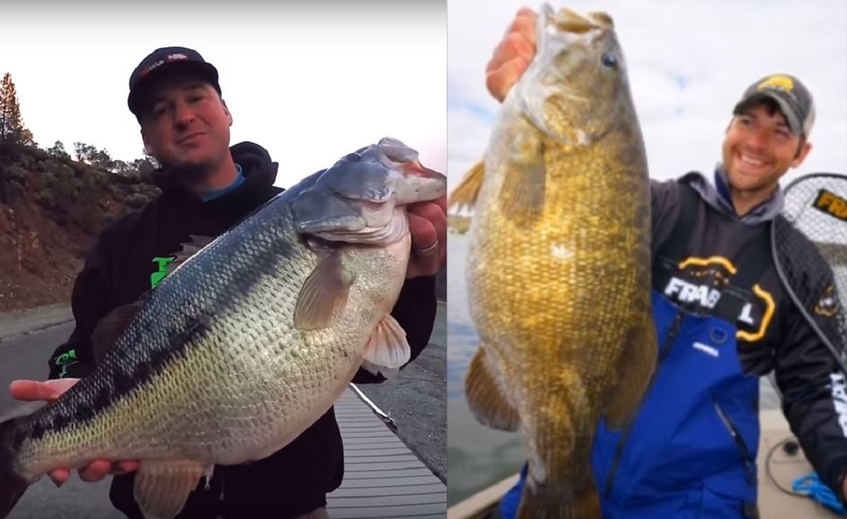 Video 3 Of The Largest Bass Ever Caught On Film OutdoorHub