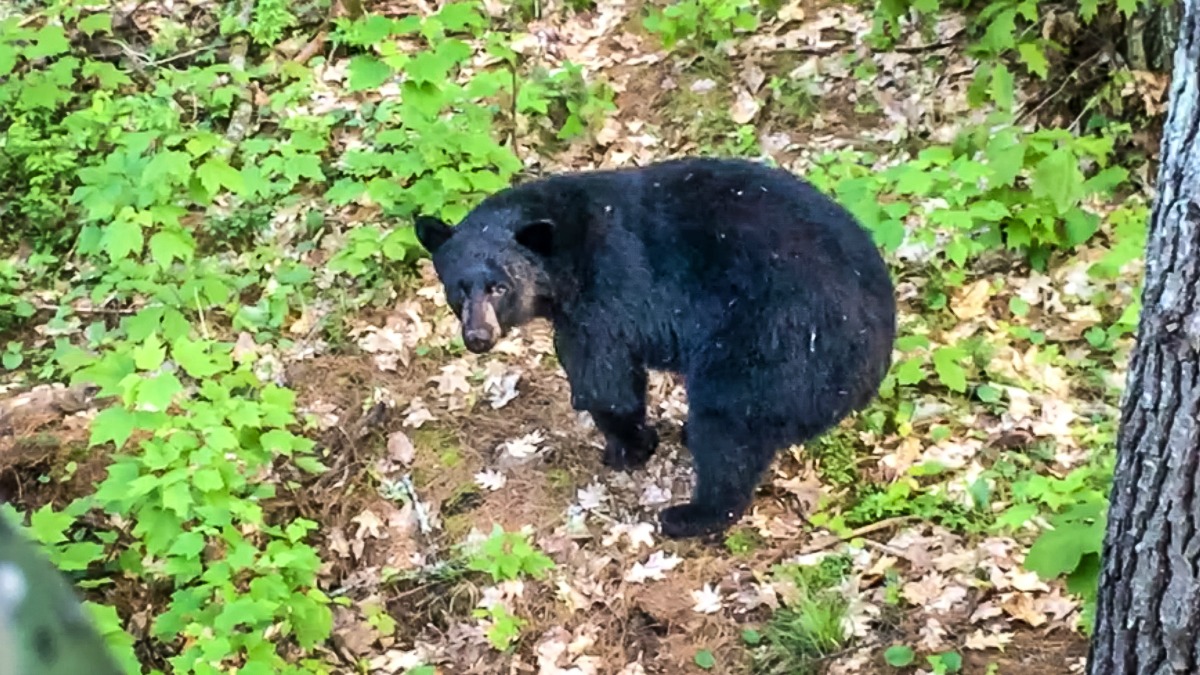 Quebec Black Bears: A Classic Big Game Adventure | OutdoorHub