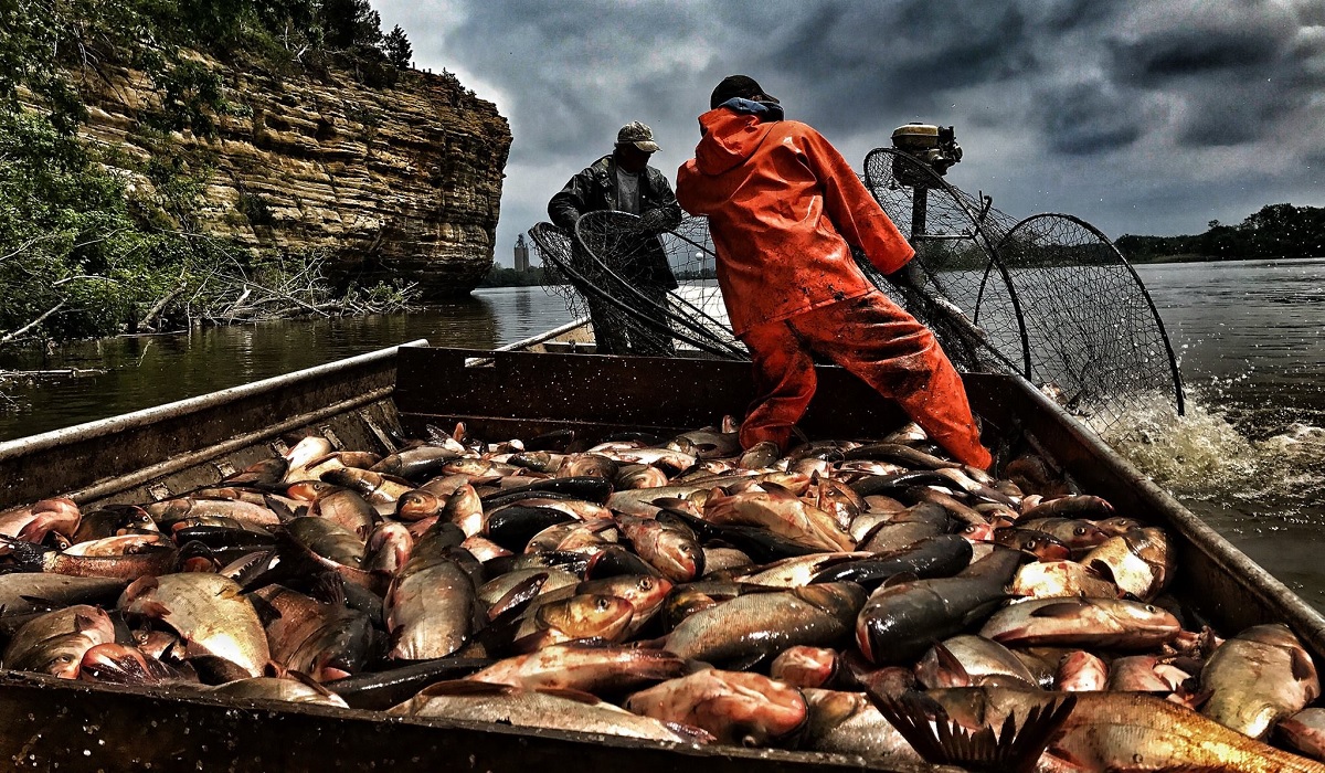 dnr-removes-an-unbelievable-number-of-carp-from-the-illinois-river