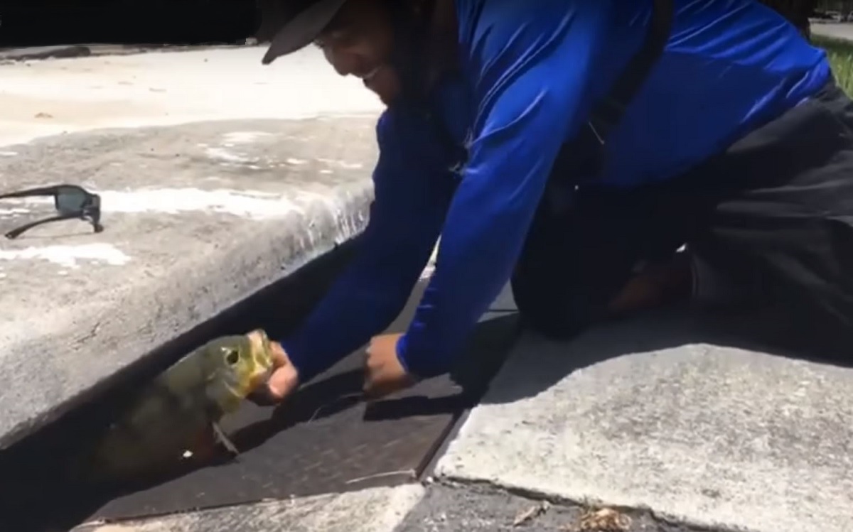 Video: Catching Big Fish in Sewers; Welcome to Florida | OutdoorHub