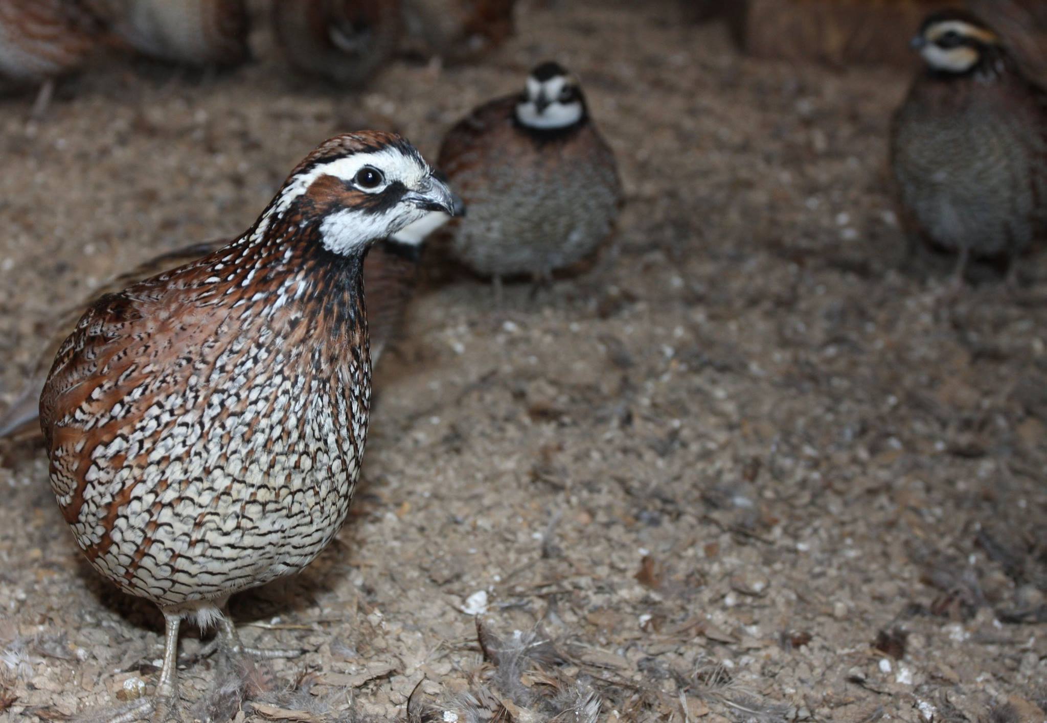 Know Someone Who Raises Gamebirds? Here’s Something They Must Consider ...