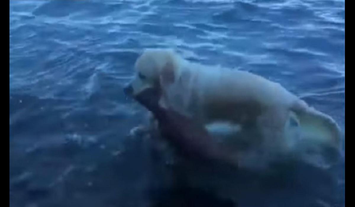 saves fawn saves fawn from drowning saves fawn saves fawn from drowning