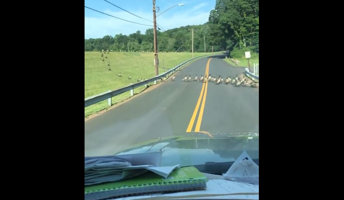 Video: Canadian Army Crossing the Road Stops Traffic | OutdoorHub