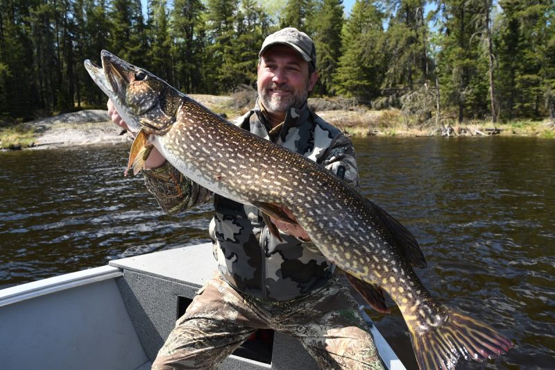 One Innovative Guide's Secret to Catching Monster Manitoba Pike