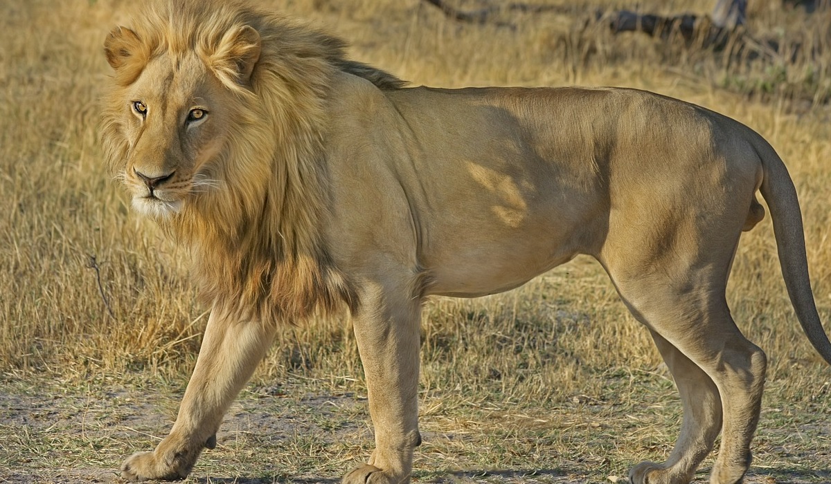 Cecil the Lion's SON shot dead by trophy hunters