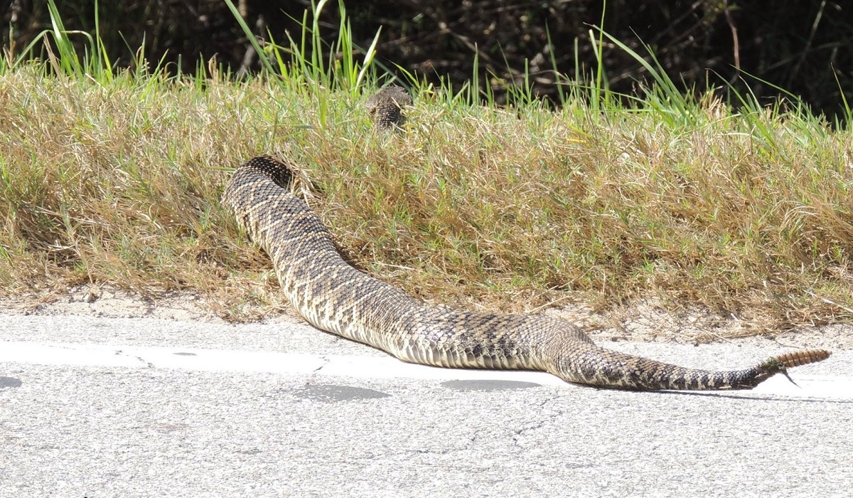 Florida Woman Finds 'World's Fattest Rattlesnake' Crossing the Road