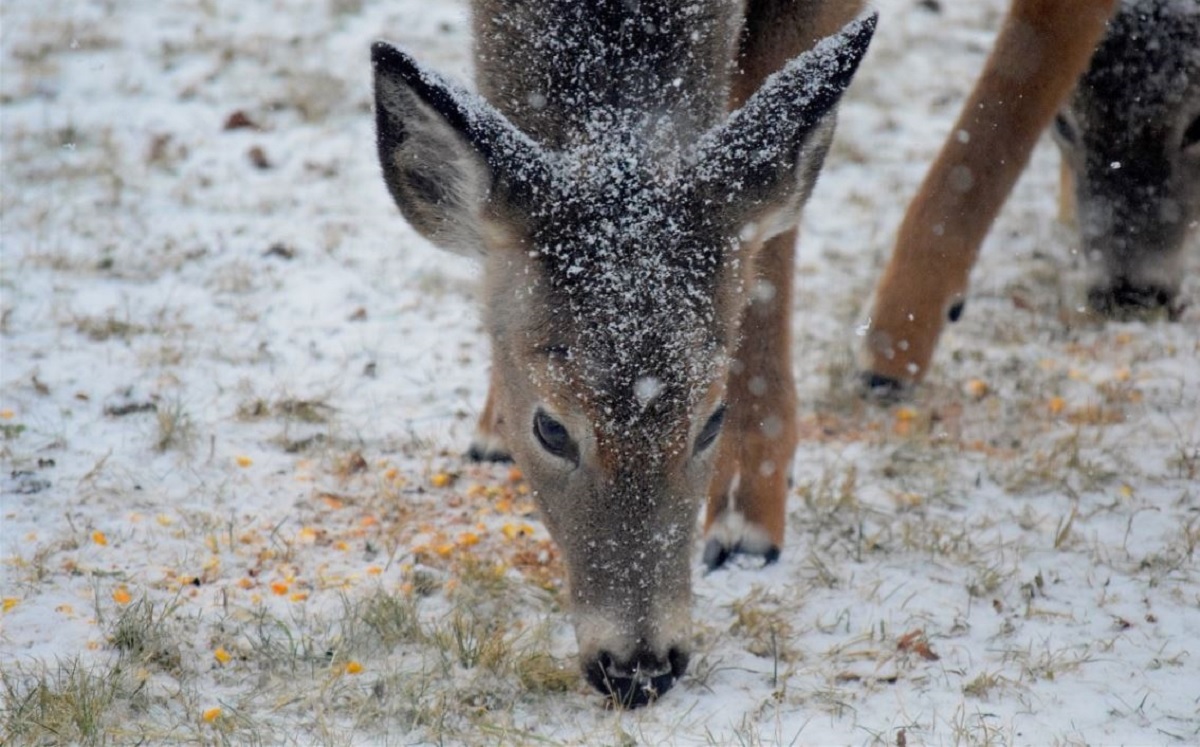 video-wisconsin-governor-signs-bill-lifting-deer-baiting-bans-outdoorhub