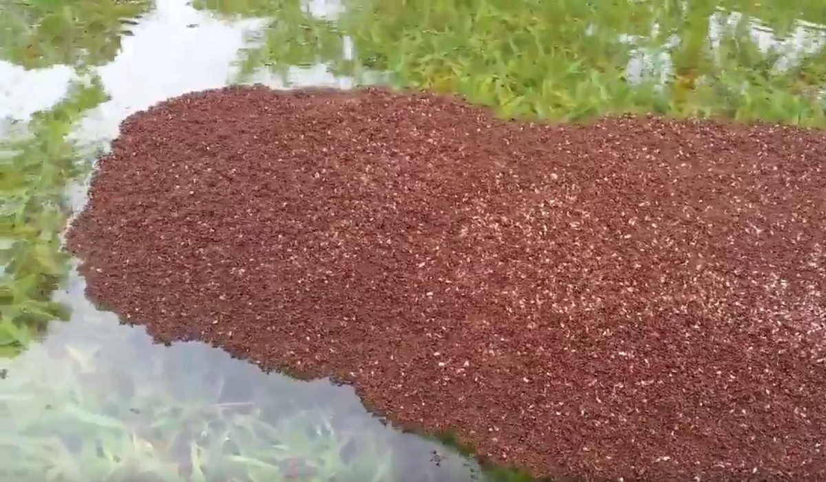 Fire Ants Make Themselves into Rafts to Float to Safety in Houston